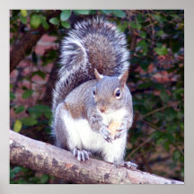 Squirrel Eating Poster