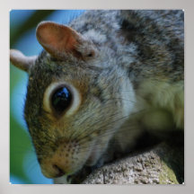 Squirrel Face Poster