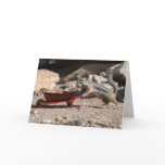 Squirrel Farmer Greeting Card
