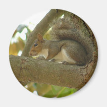 Squirrel Fridge Magnet