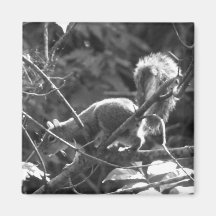 Squirrel Fridge Magnet