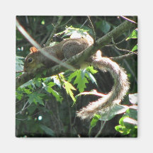 Squirrel Fridge Magnets