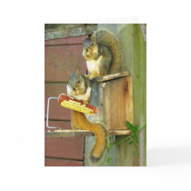 Squirrel friends