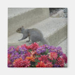 Squirrel Garden Refrigerator Magnets
