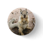 squirrel - Grand Canyon Photograph buttons