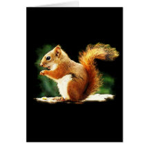 Squirrel Greeting Card