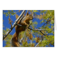 Squirrel greeting card