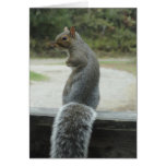 squirrel greeting card