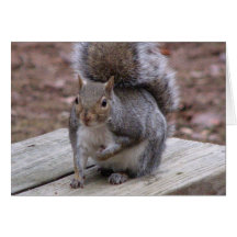 Squirrel Greeting Card