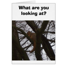 Squirrel Greeting Cards