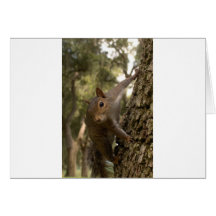 squirrel greeting cards