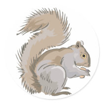 Squirrel Illustration