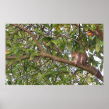 Squirrel in a Tree Print