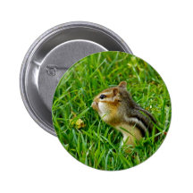 Squirrel in Backyard Pinback Buttons