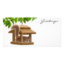 Squirrel in Bird Feeder Photo Card