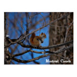Squirrel in Montreal Post Card