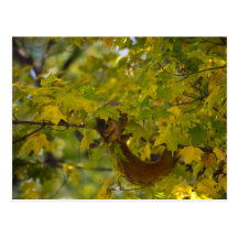 Squirrel in the backyard / Eichhörnchen Postkarte