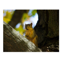 Squirrel in the backyard / Eichhörnchen Postkarten