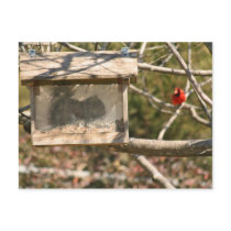 Squirrel in the Birdfeeder Postcard