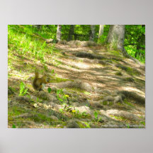 Squirrel in the Woods Poster