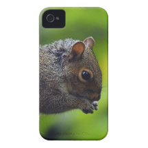 Squirrel iPhone 4 Case