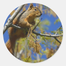 Squirrel large stickers