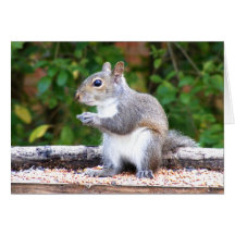 Squirrel Looking Greeting Card