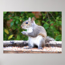 Squirrel Looking Poster