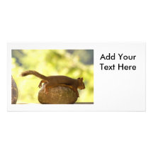 Squirrel Lying Down Photo Picture Card