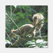 Squirrel Magnet