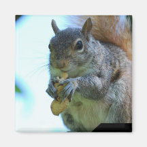 Squirrel Magnet
