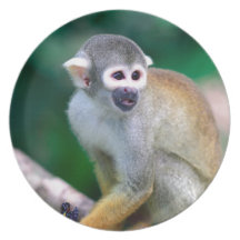 Squirrel monkey Amazon Peru Party Plates