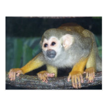 Squirrel Monkey Crouching Post Card