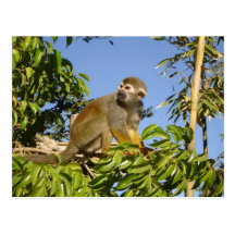 squirrel monkey postcard