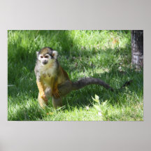 Squirrel Monkey Print