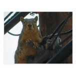 Squirrel on a Pole in Colorado Postcard