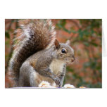 Squirrel on Feeder Card