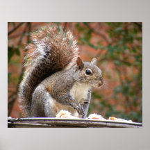 Squirrel on Feeder Print