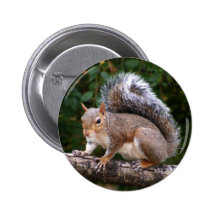 Squirrel On Limb Buttons