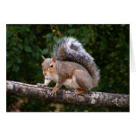 Squirrel On Limb Cards