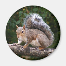 Squirrel On Limb Fridge Magnet