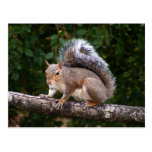 Squirrel On Limb Post Card