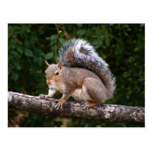 Squirrel On Limb Post Card