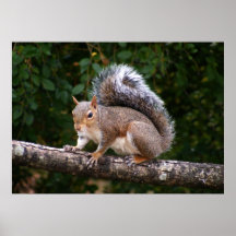 Squirrel On Limb Poster