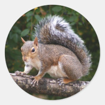 Squirrel On Limb Sticker