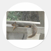 Squirrel on picnic table round sticker