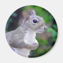Squirrel Portrait Refrigerator Magnets