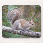 Squirrel Posing Mousepads