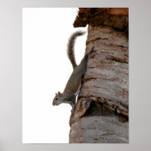 Squirrel Posing Poster