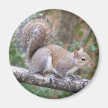 Squirrel Posing Refrigerator Magnet